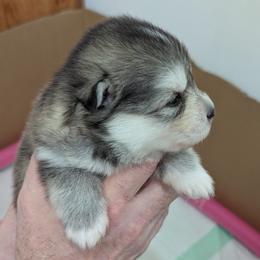 Pomsky Puppies from waxhaw pomskys