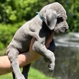 Bramble - Blue female Great Dane puppy in Beulah, Michigan from Northwood Euro Danes and Bassets