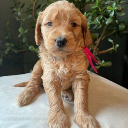 Cindy Lou - Cream female Goldendoodle puppy in Goshen, Ohio from Land of Goshen Doodles
