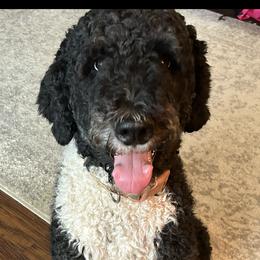 Dolly - Bernedoodle
