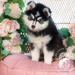 Pomsky Puppies from Southpaw Pomskies