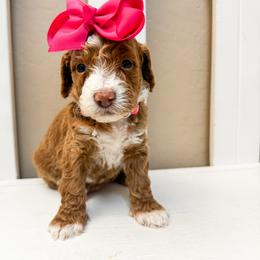 Sierra - Red  female Goldendoodle puppy in Peoria, Arizona from Cactus Doods