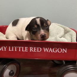 Black tri piebald male - White and black male Teddy Roosevelt Terrier puppy in Russellville, Kentucky from Mud-E Acres Kennel