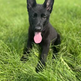 German Shepherd Puppies from Bolwerk’s 3B Acres