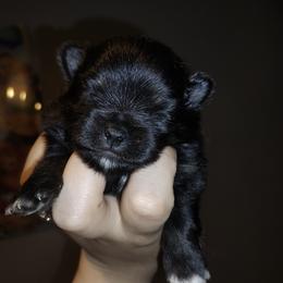 Rocky - Black and tan parti male Pomeranian puppy in Albany, New York from K&A Little Wonder's