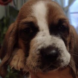 Basset Hounds from Beautiful Bassets