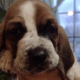 Basset Hounds from Beautiful Bassets