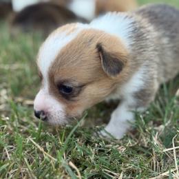 Dolly - Sable female Pembroke Welsh Corgi puppy in Ledbetter, Texas from Texas Pembroke Corgis