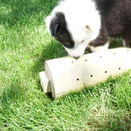 Icelandic Sheepdog Puppies from PurpleSage Icelandics