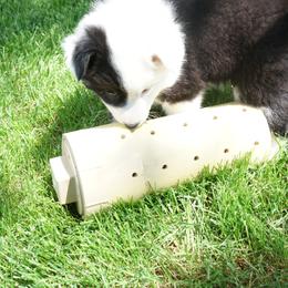 Icelandic Sheepdog Puppies from PurpleSage Icelandics