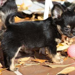 Chihuahua Puppies from Kactus Kathy's Chihuahuas
