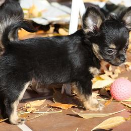Chihuahua Puppies from Kactus Kathy's Chihuahuas