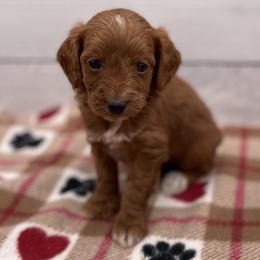 Holly - Red  female Goldendoodle puppy in Kansas City, Kansas from Bella & Ivy’s Mini Goldendoodles of KC