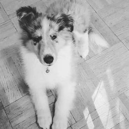 Collie Puppies from High Altitude Collies