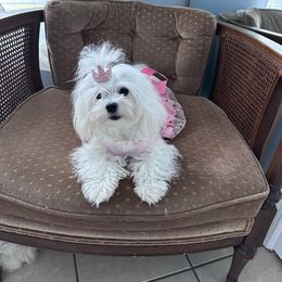 Maltese All Grown Up from Purebred Maltese puppies Florida