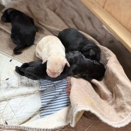 Girl 1 - Yellow female Labrador Retriever puppy in Zeeland, Michigan from Ace Labradors