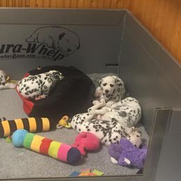 Dalmatian Puppies from Prestige Dalmatians