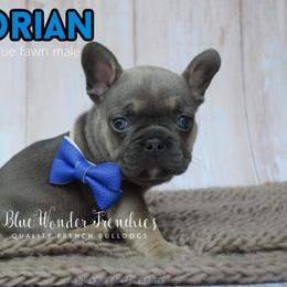 Dorian Haviliard - Blue fawn male French Bulldog puppy in Loxahatchee, Florida from Blue Wonder Frenchies
