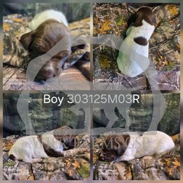 Boy 303125M03R - Liver roan male German Shorthaired Pointer puppy in Moyie Springs, Idaho from Wier Farms GSP
