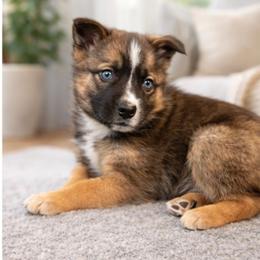Rex - Tri-color male Pomsky puppy in Ravena, New York from Osiris’s Siberians & Pomskies