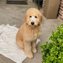 Harbor - Goldendoodle