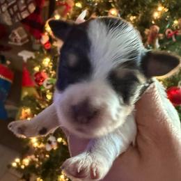 Boy 1 - Parti male Miniature Schnauzer puppy in Avondale, Arizona from Campos Schnauzers