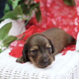 PRECIOUS - Reserved - Red female Dachshund puppy in Graceville, Florida from Misty's 101 Doxies