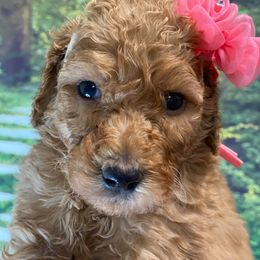 Goldendoodle Puppies from Bear Ridge Doodles