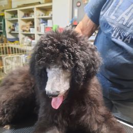 Red collar - Black female Poodle puppy in Hernando, Florida from Loveablepoodles