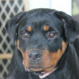 Greater Swiss Mountain Dog and Rottweiler All Grown Up from Cornerstone Kennels