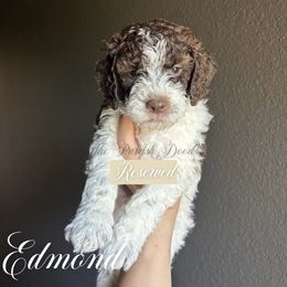 Edmond - Parti male Goldendoodle puppy in Aubrey, Texas from The Parrish Doods