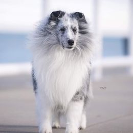 Lincoln  - Shetland Sheepdog