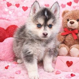 Cuddles - Gray and white female Pomsky puppy in La Verne, California from Red Cedar Pomskies