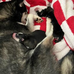 Alaskan Klee Kai puppies from Lakeside Alaskan Klee Kai