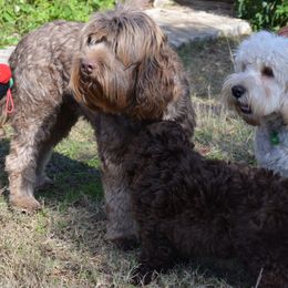 Australian Labradoodle Puppies from Texas Labradoodles