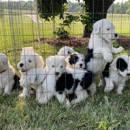 Old English Sheepdogs from Branch Old English Sheepdog