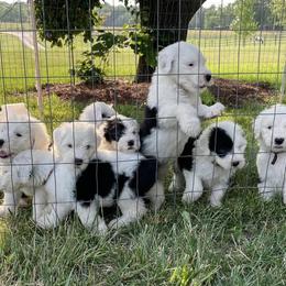 Old English Sheepdogs from Branch Old English Sheepdog