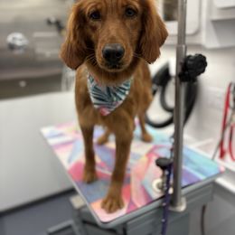 Sedona - Golden Retriever