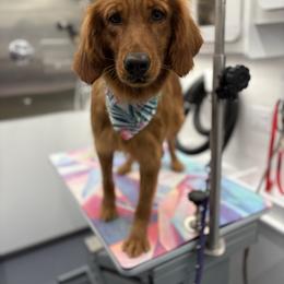 Sedona - Golden Retriever