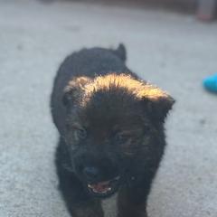 German Shepherd Puppies from Bluegrass Country German Shepherds