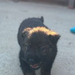 German Shepherd Puppies from Bluegrass Country German Shepherds