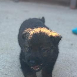 German Shepherd Puppies from Bluegrass Country German Shepherds