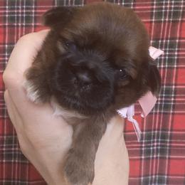 Clara - Chocolate female Shih Tzu puppy in Jasper, Georgia from Tiny Bubbles Shih Tzus