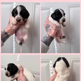 Tri pie LH - Piebald female Dachshund puppy in Madison, Wisconsin from SK Miniature   Dachshunds
