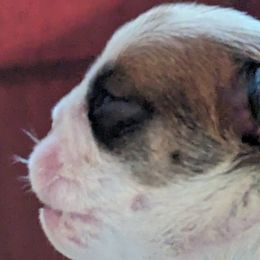Boy 1 - Red Bulldog puppy in Forsyth, Georgia from Evangeline Bulldogs