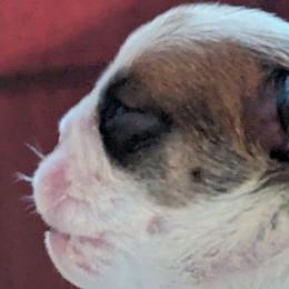 Boy 1 - Red Bulldog puppy in Forsyth, Georgia from Evangeline Bulldogs