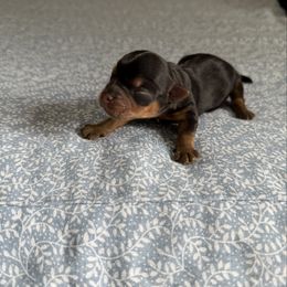 Boy - Black and tan male Yorkshire Terrier puppy in Maple Grove, Minnesota from Cuddle Wind Yorkies