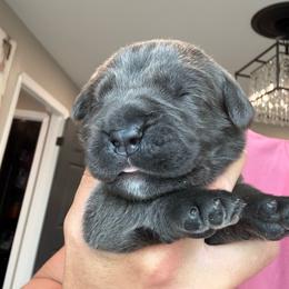 Grey female small white patch on chest grey collar - Gray female Cane Corso puppy in Cherry Valley, California from Liberty Corsos