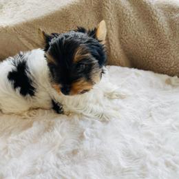 Willow  - 3950 AKC small - Black tan and white female Biewer Terrier puppy in Douglas, Georgia from Heartland small breeds