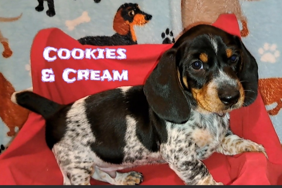 Dachshund Puppies from Paula's Dachsunds